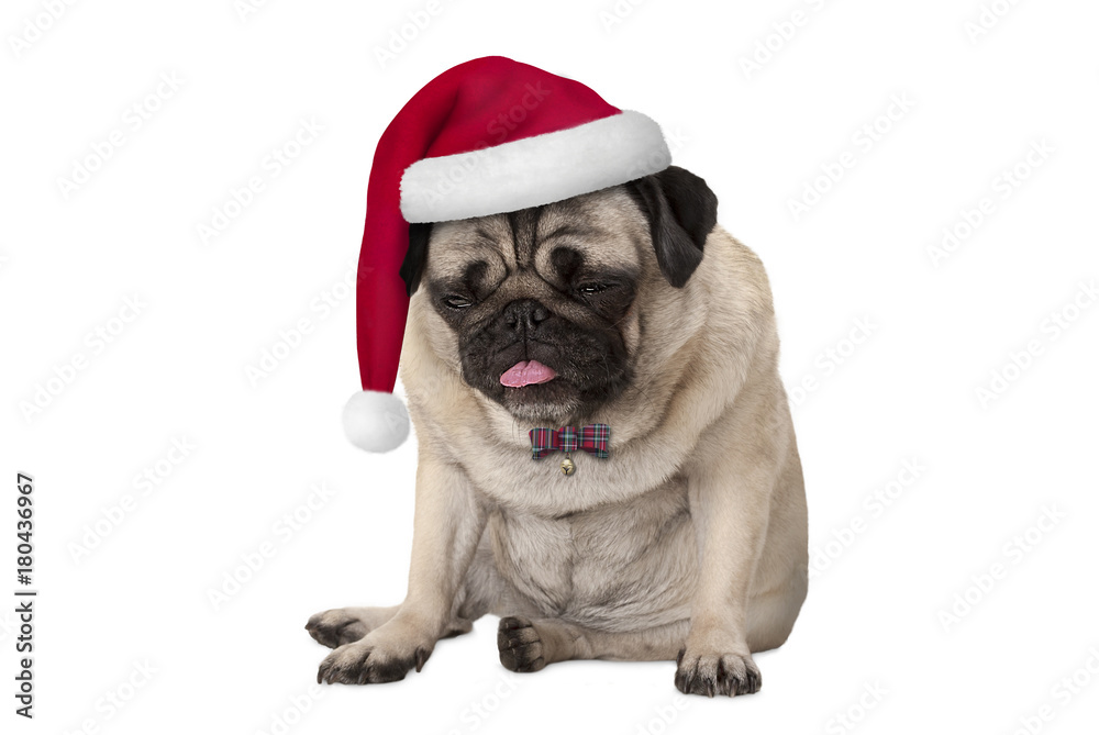 funny grumpy faced pug puppy dog with red santa hat for Christmas sitting down, isolated on white background