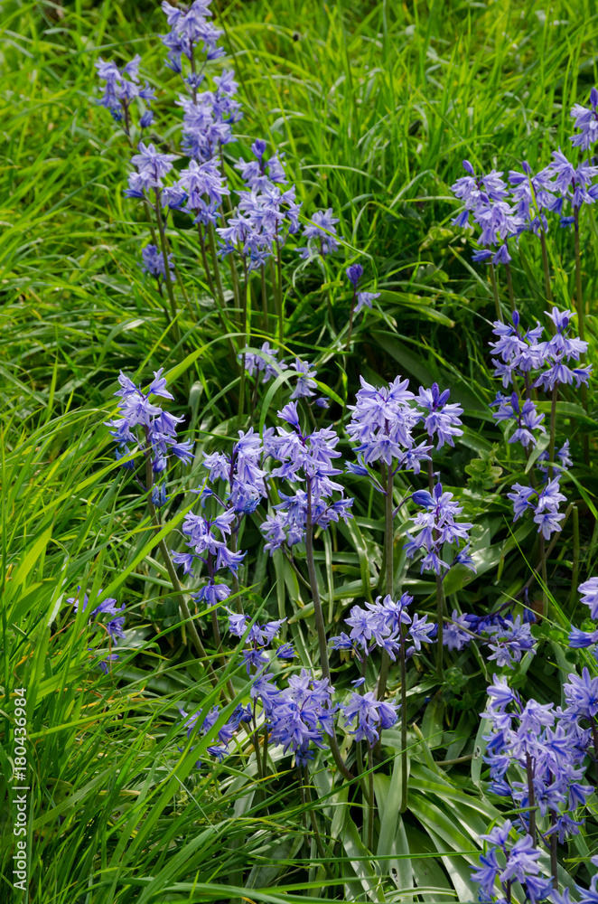 Fototapeta premium Bluebell Flowers