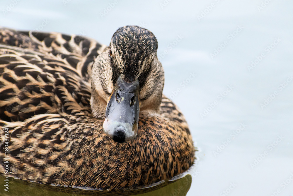 Mallard or wild duck (Anas platyrhynchos) portrait of the female bird, swimming on the lake, close up Mallard or wild duck (Anas platyrhynchos) portrait of the female bird, swimming on the lake, close up