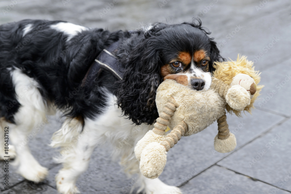 black white dog with long curly ears holding a toy in his teeth black white dog with long curly ears holding a toy in his teeth