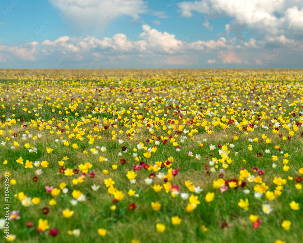 Obraz premium Tulip field under blue sky