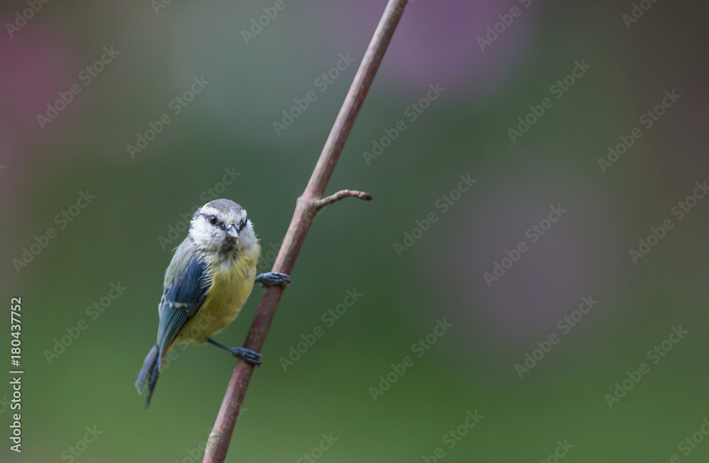 Obraz premium Mésange bleue