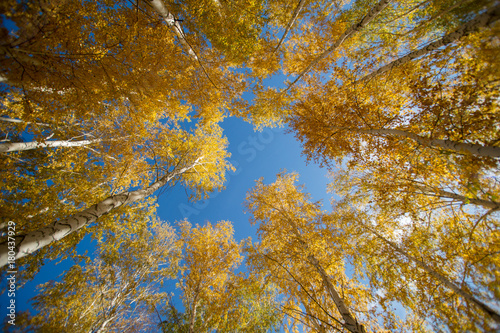 The sky over autumn forest through the trees