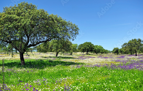 Spring in Spain  spring in Extremadura