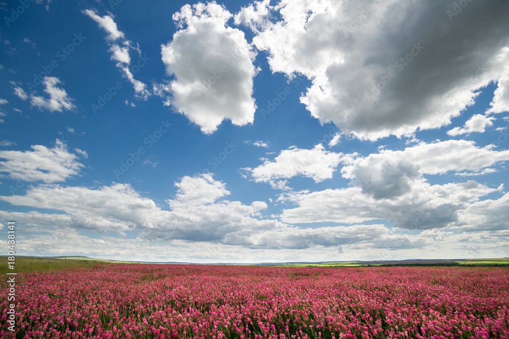 Pink field of flowers under sky with clouds