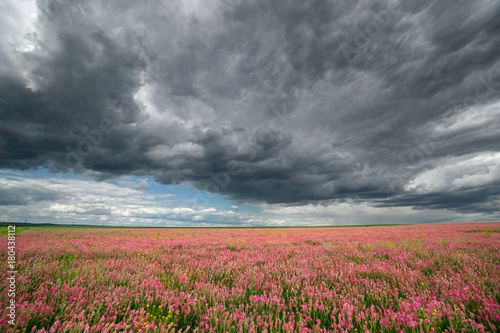 Pink field of flowers under sky with clouds