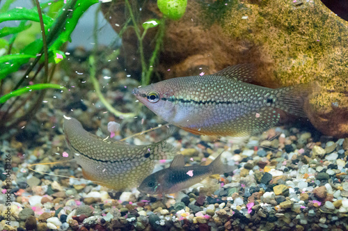 Pearl gourami fish Trichopodus Leerii also known as the mosaic gourami fish