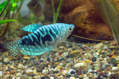 Tropical gourami fish trichogaster in aquarium