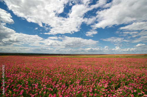Pink field of flowers under sky with clouds