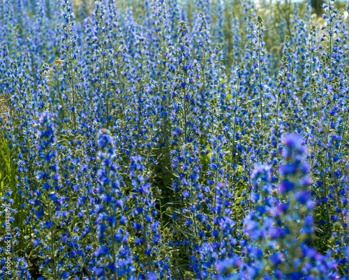 Background texture of blue flowers in the field