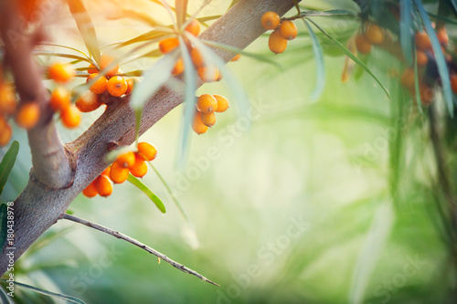 Sea buckthorn growing on a tree closeup (Hippophae rhamnoides) photo