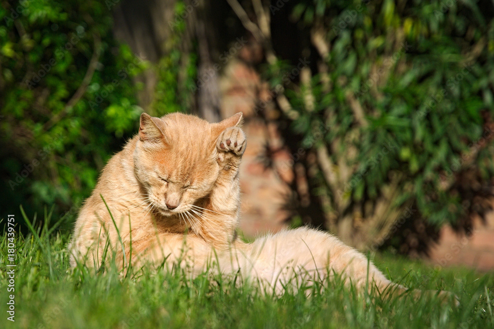 Obraz premium Cute orange cat cleaning itself in the garden in summer