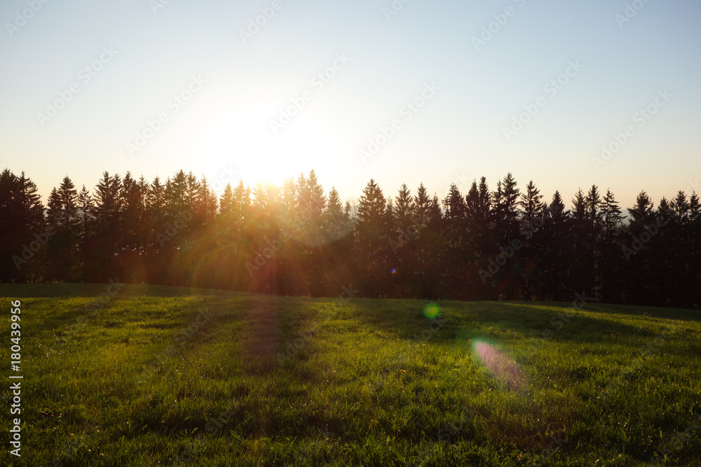 Majestic sunset in the forest landscape