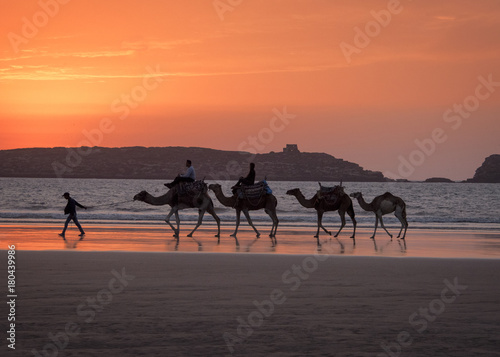 Camel train for the tourists being led along the beach at Sunset