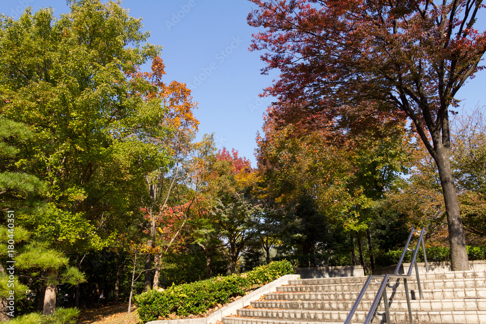 Kiba park in autumn / Tokyo Metropolitan Park in Koto Ward, Tokyo,Japan