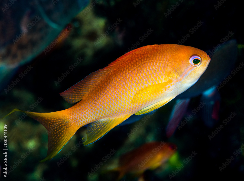 female luzon anthias fish female luzon anthias fish