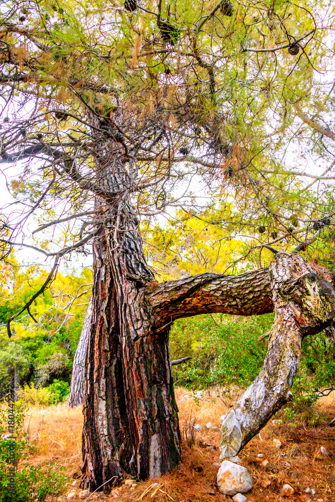 Obraz premium Path In The Forest