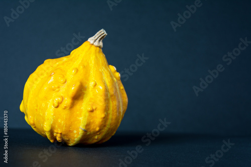 Small, yellow, warty ornamental pumpkin on black background with place for text