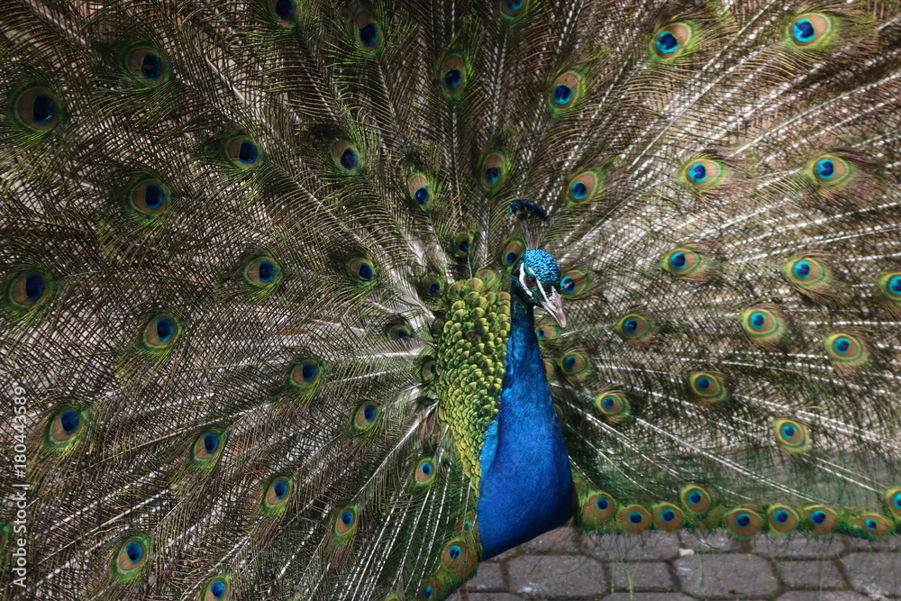 Obraz premium Peacock pose