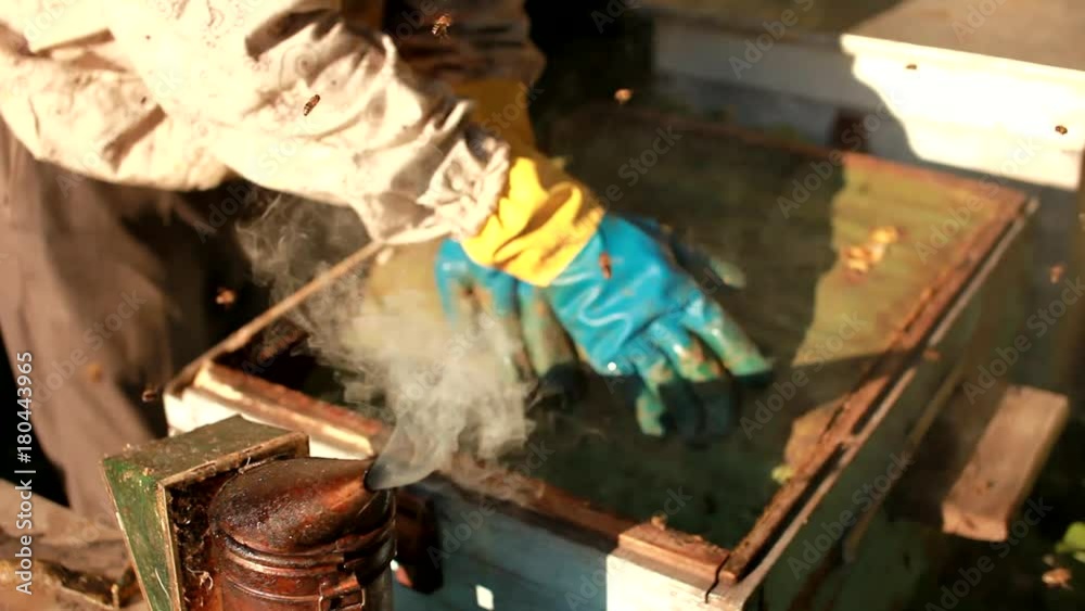 Frames of a bee hive. Beekeeper harvesting honey. Beekeeper Inspecting Bee Hive Frames of a bee hive. Beekeeper harvesting honey. Beekeeper Inspecting Bee Hive