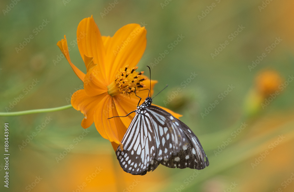 Fototapeta premium Butterfly on Cosmos Flower