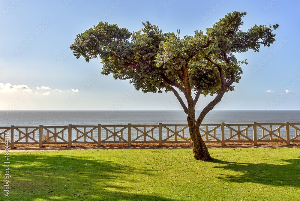 One tree on green grass with sky, ocean background in Palisades Park, Santa Monica, California. One tree on green grass with sky, ocean background in Palisades Park, Santa Monica, California.