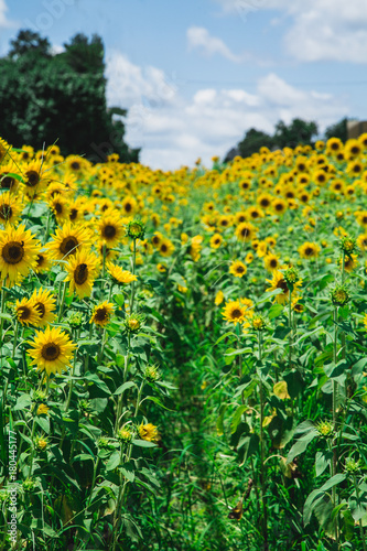 Path Through Field of Sunflowers