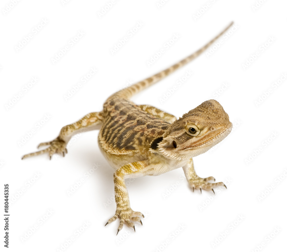 Fototapeta premium Lawson's dragon, Pogona henrylawsoni, against white background
