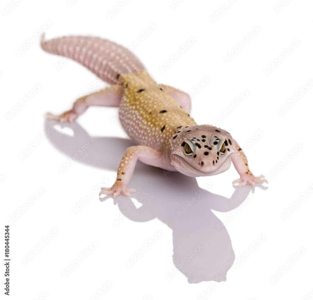 Naklejka premium Bell albino bolt strip leopard gecko, Eublepharis macularius, against white background
