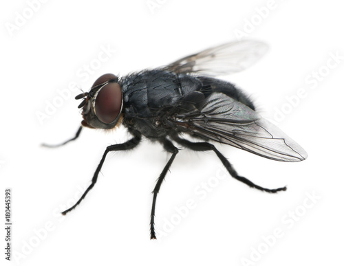Housefly, Musca domestica, in front of white background © Eric Isselée