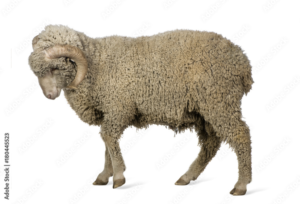 Fototapeta premium Arles Merino sheep, ram, 1 year old, walking in front of white background