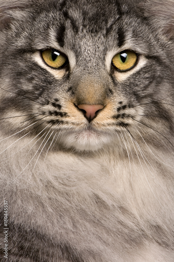close up of a Siberian (8 months old) close up of a Siberian (8 months old)