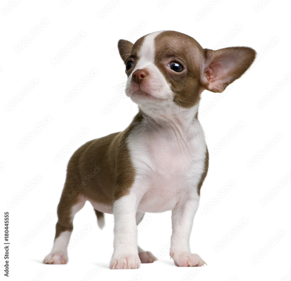 Chocolate and white Chihuahua puppy, 8 weeks old, standing in front of white background Chocolate and white Chihuahua puppy, 8 weeks old, standing in front of white background