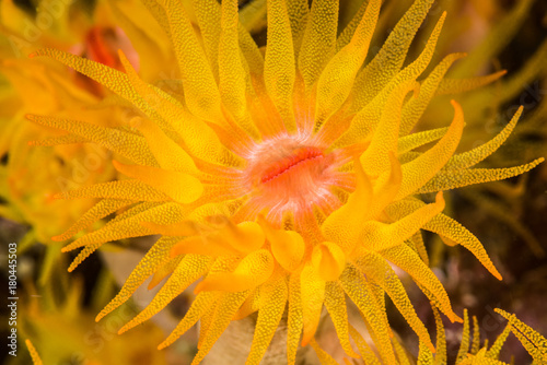 Obraz na plátně closeup of a orange polyp on a coral reef