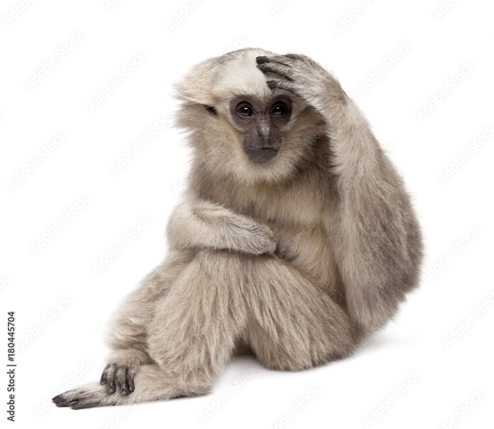Fototapeta premium Young Pileated Gibbon, 1 year old, Hylobates Pileatus, sitting in front of white background