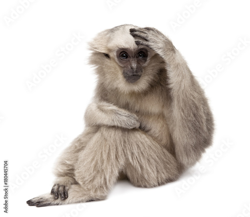 Young Pileated Gibbon, 1 year old, Hylobates Pileatus, sitting in front of white background