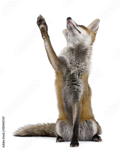 Red Fox, 1 year old, sitting looking up in front of white background