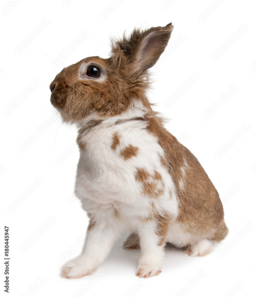 Portrait of a European Rabbit, Oryctolagus cuniculus, sitting in front of white background Portrait of a European Rabbit, Oryctolagus cuniculus, sitting in front of white background