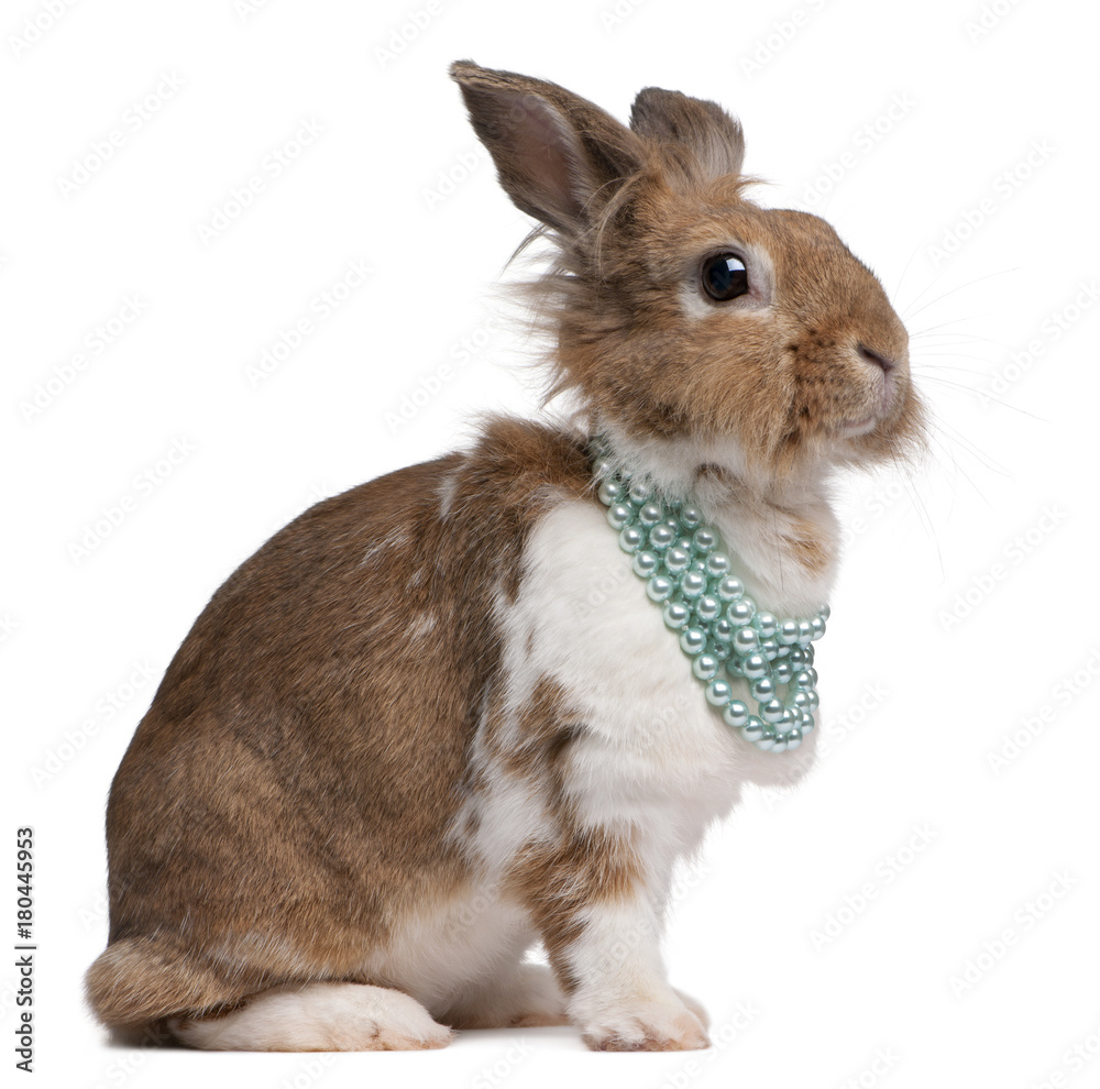 Obraz premium Portrait of a European Rabbit wearing pearl necklaces, Oryctolagus cuniculus, sitting in front of white background