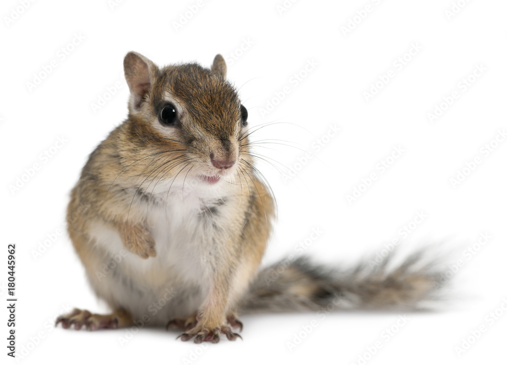 Siberian chipmunk, Euamias sibiricus, sitting in front of white background Siberian chipmunk, Euamias sibiricus, sitting in front of white background