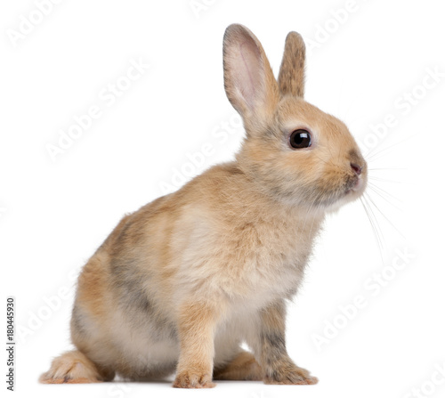 Portrait of a European Rabbit, Oryctolagus cuniculus, sitting in front of white background