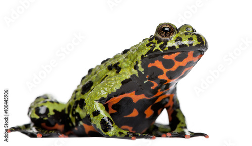Oriental Fire-bellied Toad, Bombina orientalis, in front of white background