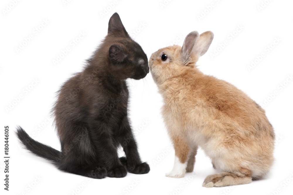 Fototapeta premium Black kitten face to face with rabbit in front of white background