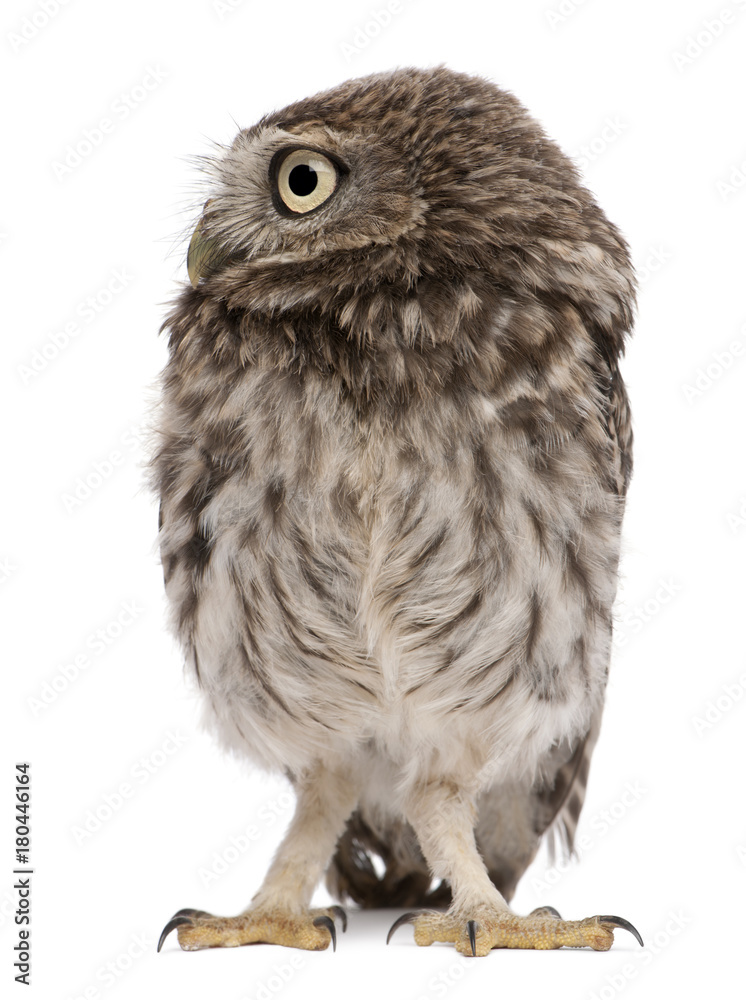 Young owl standing in front of white background Young owl standing in front of white background