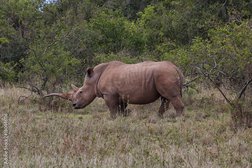 Nashorn in Afrika