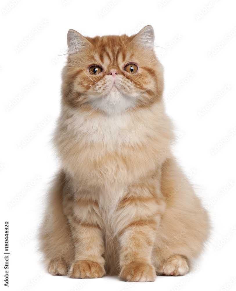 Persian cat, 5 months old, sitting in front of white background