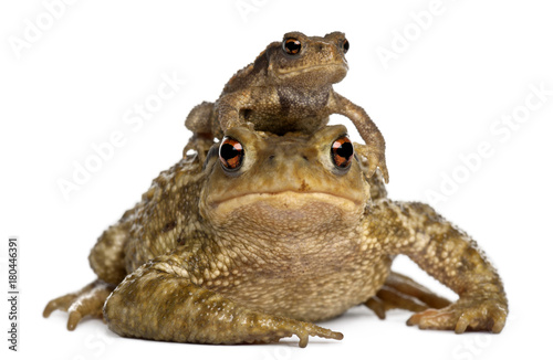 Mother Common toad and her baby, bufo bufo, in front of white background