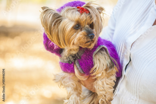 Yorkshire terrier in violet sweater