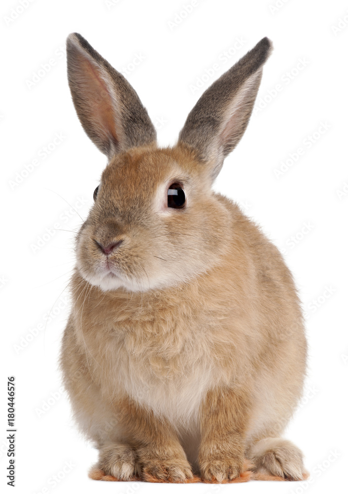Fototapeta premium Królik Bunny siedzi na białym tle