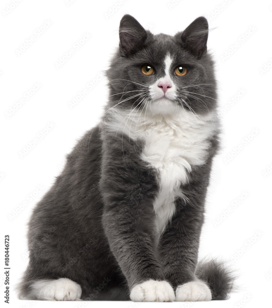 Grey and white cat, 5 months old, sitting in front of white background Grey and white cat, 5 months old, sitting in front of white background